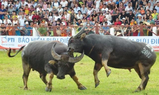 Các nhà khoa học đồng tình giữ lại chọi trâu Đồ Sơn, tuy nhiên phải thay đổi tư duy và cách thức tổ chức đảm bảo an toàn, bảo lưu giá trị văn hóa. Ảnh: Minh Châu.