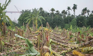 Vụ chặt phá 2.000 cây chuối ở Hải Phòng: UBND huyện Thủy Nguyên chỉ đạo xác minh làm rõ