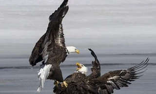 Nhìn gần đại bàng huyết chiến trên sông băng để tranh mồi