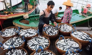 Ăn được chưa?