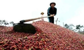 Giá cà phê cao nhất từ đầu năm