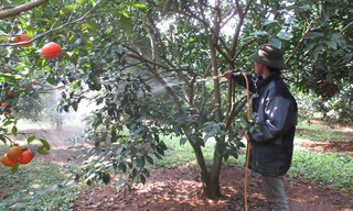 Anh Tiền đang chăm sóc vườn cam bạc tỷ.