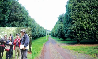 Vườn ươm giống Gray thuộc địa phận bang New South Wale (ảnh to) Chuyên gia trung tâm nghiên cứu mắc ca lớn thuộc Bộ Nông nghiệp Úc đang chia sẻ về kỹ thuật trồng và chăm sóc mắc ca (ảnh nhỏ).