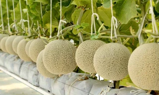 Dưa lưới Nhật thương hiệu Việt và khát vọng về một vùng rau, quả chất lượng cao