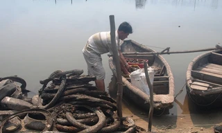 Vỏ lốp cũ đã trở thành vật dụng nuôi hàu phổ biến nhiều năm nay tại Lăng Cô, khiến nhiều người lo ngại.