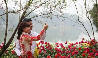 Thanh niên thủ đô chụp ảnh bên đào Mộc Châu.