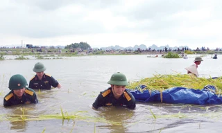 Cán bộ, chiến sĩ Bộ CHQS tỉnh Ninh Bình (Quân khu 3) giúp dân gặt lúa chạy lũ trong mùa mưa bão.
