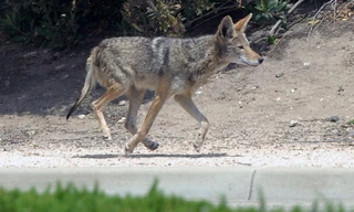 Sói chơi trốn tìm với cảnh sát 