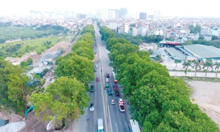 Kinh phí dịch chuyển hơn 1.200 cây xà cừ cổ thụ trên đường Phạm Văn Đồng sẽ được dành để trồng mới 20.000 cây xanh mới có đường kính 25 - 30cm. Ảnh: Mạnh Thắng.