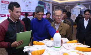 Nông dân tìm hiểu giống ngô mới Dekalb Genuity.