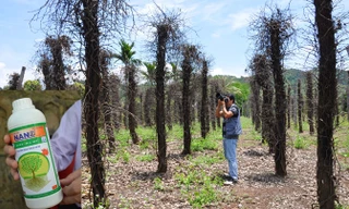 Một vườn tiêu chết vì sâu bệnh và phân bón giả tại Đắk Nông (ảnh to). In giả nhãn quản lý chất lượng trên chai phân 1 lít của Cty Thuận Phong (ảnh nhỏ).