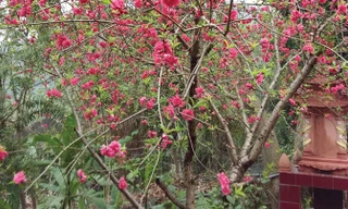 Chuyện lạ từ một cây đào