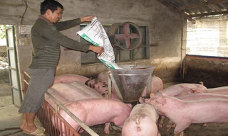 Ngành chăn nuôi đang chịu sức ép rất lớn từ thịt lợn ngoại giá rẻ. Ảnh: Thanh Xuân.