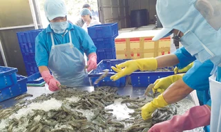 Hàng trăm đơn hàng bị trả lại liệu có cảnh tỉnh được các doanh nghiệp xuất khẩu thủy sản. Ảnh: PV.