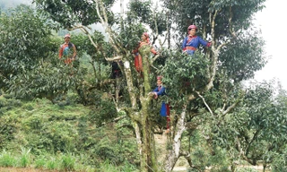 Điều bí hiểm về Bạch Trà hảo hạng Việt Nam