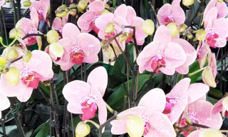 Lan hồ điệp giống mới.
