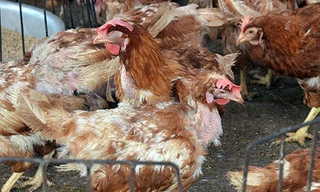 Dịch cúm gia cầm H5N6 quay trở lại
