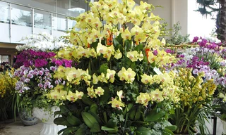 Chậu lan có giá 130 triệu đồng. Ảnh: M.Tuấn.