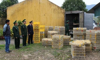 Bắt giữ 12.000 gà giống nhập lậu từ Trung Quốc