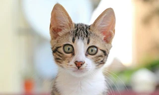 Xem hình ảnh mèo giúp phấn chấn