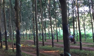 Lô cao su thanh lý của Công ty Cao su Đắk Lắk.