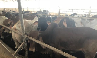 Trang trại nuôi 750 con bò nhưng không có hệ thống bảo vệ môi trường.