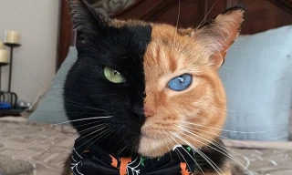 Mèo lạ gây sốt mạng