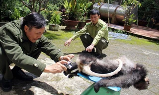 Cơ quan chức năng giám định cá thể voọc chà vá chân đen