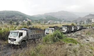 Đoàn xe tải chở than lậu bị bắt giữ.