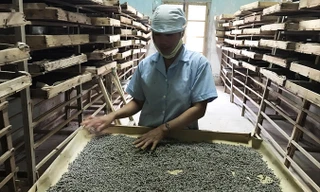 Ngành dâu tằm tơ đang dần hồi phục trở lại.