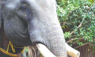 Ngà voi luôn bị các “voi tặc” tìm cách cưa trộm.