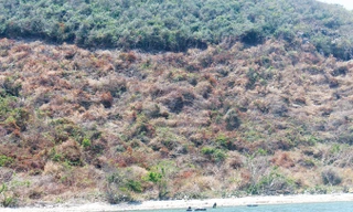 Rừng ở Vân Phong đang bị phá để lấy đất.