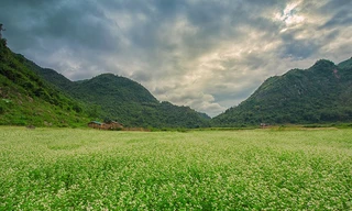 Mênh mang thung lũng hoa Tam giác mạch ở xứ Lạng. Ảnh: Thuận Bùi.