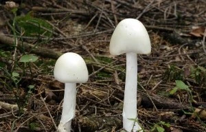 Vụ 3 người trong gia đình ngộ độc nấm: Con trai tử vong, bố đang nguy kịch