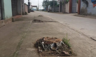 Vụ chặt cây… đòi vỉa hè: Thanh tra Sở Xây dựng kiểm tra làm rõ