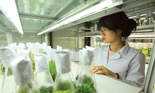 Cán bộ nghiên cứu tại Phòng thí nghiệm trọng điểm công nghệ gene, Viện Công nghệ Sinh học, Viện Hàn lâm Khoa học và Công nghệ Việt Nam. Ảnh: Loan Lê.