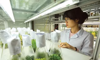 Cán bộ nghiên cứu tại Phòng thí nghiệm trọng điểm công nghệ gene, Viện Công nghệ Sinh học, Viện Hàn lâm Khoa học và Công nghệ Việt Nam. Ảnh: Loan Lê.