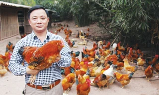 Anh Lý Văn Diểng được mệnh danh là “tộc trưởng” của loài gà râu.