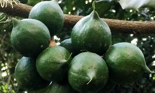 Chùm quả mắc ca trong vườn của ông Ba.