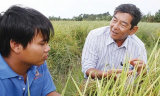 Anh hùng lao động Hồ Quang Cua với kỹ sư trẻ trên cánh đồng lai tạo giống lúa. Ảnh: Duy Khương