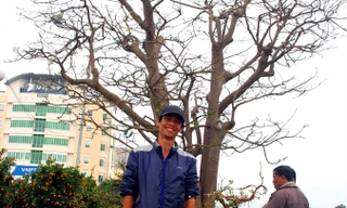 Nghe chủ nhân 'cụ mai' 3 tỷ đồng kể chuyện