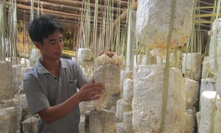 Trang trại nấm của anh Điền Văn Hiệp.