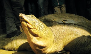 Rùa vừa phát hiện ở hồ Xuân Khanh được xác định cùng loại với cá thể rùa Hoàn Kiếm, Hà Nội.