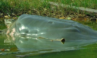 Không còn cơ hội nhân bản cụ rùa Hồ Gươm