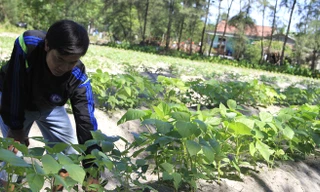 Đậu xanh trên cát cho thu nhập cao ở làng Vĩnh Hòa.