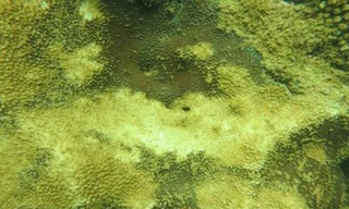 Băn khoăn với công nghệ 'hút bùn đáy biển'