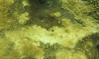 Băn khoăn với công nghệ 'hút bùn đáy biển'