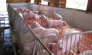 Giá heo tăng trở lại, giá gà giảm mạnh