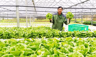 Anh Tô Quang Dũng trong vườn rau thủy canh.