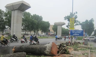 Hà Nội từng chặt hạ hàng loạt xà cừ trên đường Nguyễn Trãi để phục vụ dự án đường sắt trên cao. Ảnh: Dân Trí 